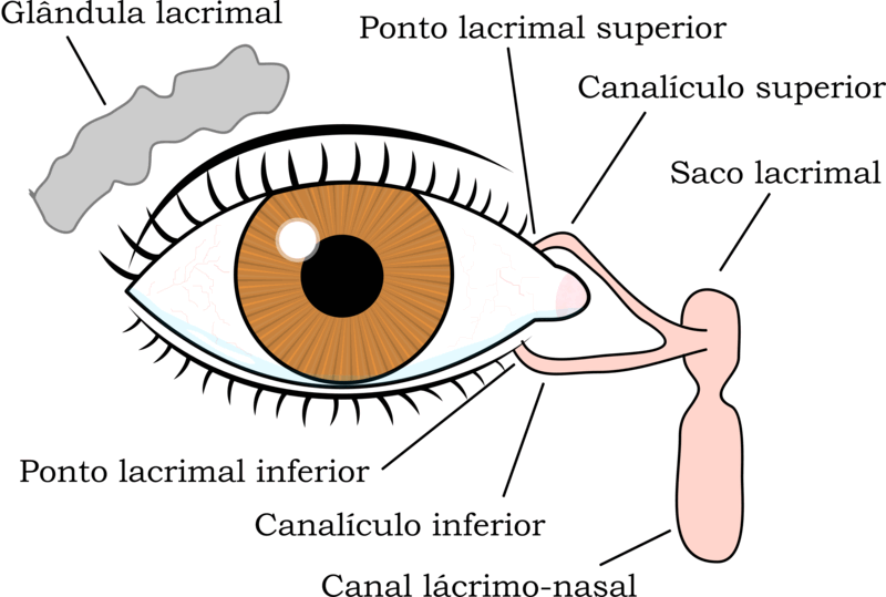 800px Sistema lacrimal - (Português do Brasil) Lágrima (V.2, N.3, P.1, 2019)