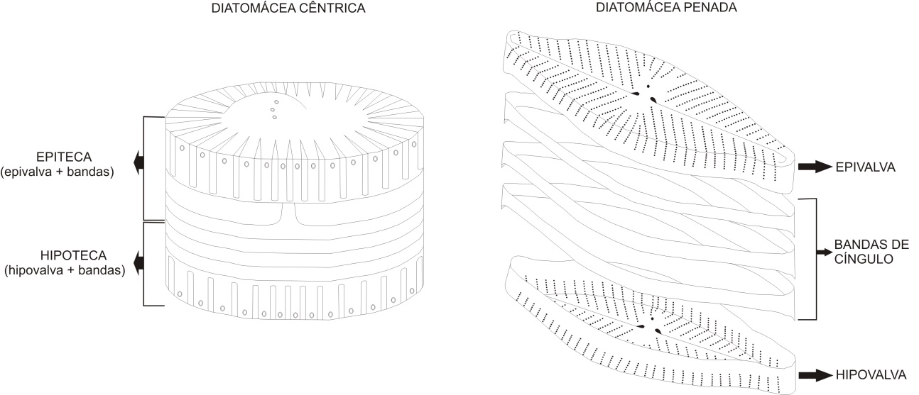 estrutura diatomacea - Diatomáceas: do oxigênio ao creme dental (V.3, N.3, P.2, 2020)