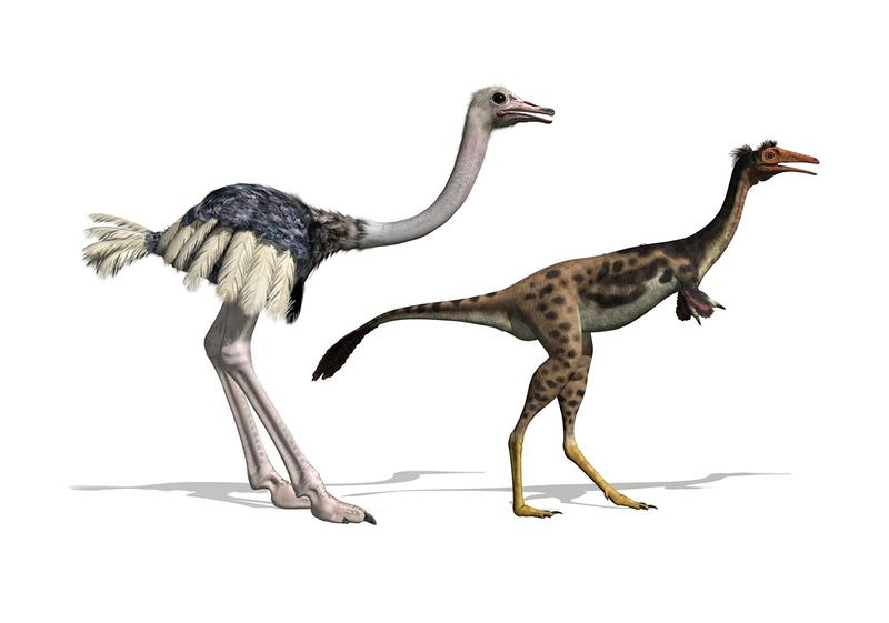 avestruz dinossauro - (Português do Brasil) Os dinossauros foram realmente extintos? (V.3, N.4, P.13, 2020)