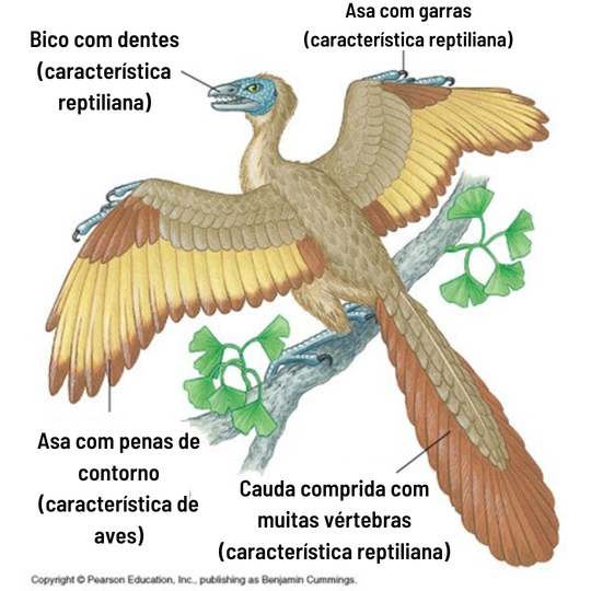 características dinossauros - (Português do Brasil) Os dinossauros foram realmente extintos? (V.3, N.4, P.13, 2020)