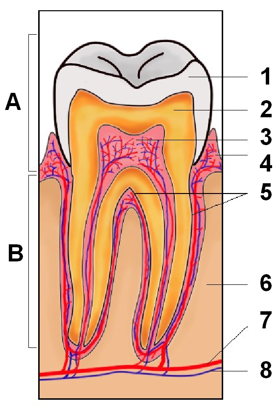 tooth e1604293063139 - Por que os dentes caem? (V.3, N.11, P.1, 2020)
